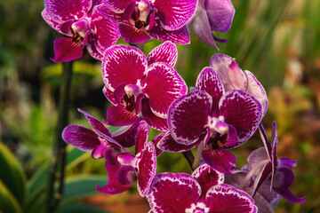 purple orchid flowers