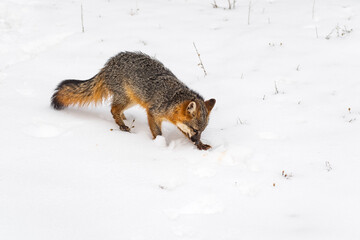 Grey Fox (Urocyon cinereoargenteus) Looks Down While Walking Through Snow Winter