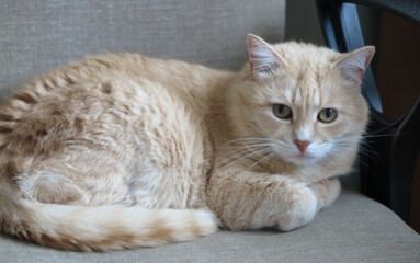 A beautiful domestic cat lies on an office chair near the armrest. Soft focus.