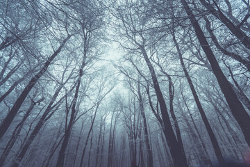 winter forest with tree trunks and tops