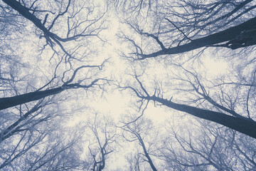 winter forest with tree trunks and tops