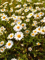 Fototapeta premium Matricaria chamomilla. Matricaria chamomilla flowers on meadow. Field of camomile