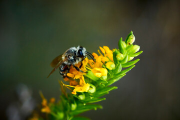 bee, insect, flower, macro, nature, honey, yellow, pollen, fly, summer, bumblebee, garden, spring, close-up, green, bumblebee on a flower, close-up, wild, pollination, flowers, nectar, bees, white, m