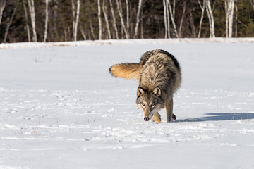Grey Wolf (Canis lupus) Trots Forward Nose Down in Field Winter