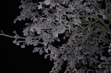 frozen branches on black background