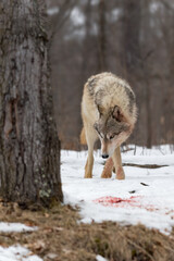 Grey Wolf (Canis lupus) Steps Forward to Bloody Patch of Snow Winter