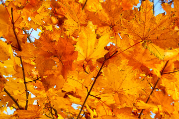 
autumn, leaf, maple, leaves, nature, tree, maple leaves, yellow, season, red, orange, isolated,...