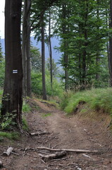 Owl Mountains, Poland