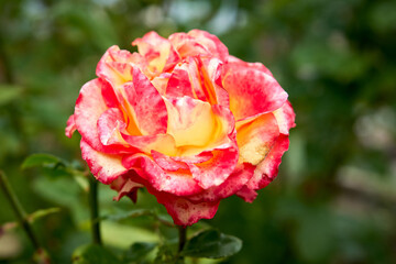 
leaf, roses, romance, yellow, close-up, rose, garden, botanical, blooming, decoration, sunflower, yellow sunflower, sunflower seeds, seeds, yellow, chrysanthemum, flower, red, garden, nature, pink, p