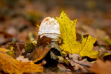 mushroom, forest, autumn, nature, toadstool, red, fly agaric, mushrooms, poisonous, poison, grass, plant, poisonous, food, season, hat, white, tree, leaves, green, close-up, big, autumn, forest mushro