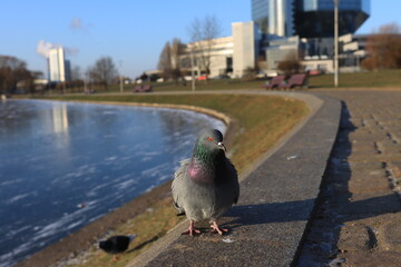 Dove basking on the concrete parapet of the city river