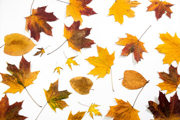 Autumn composition on white background, flat lay, top view