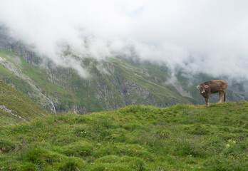 brown cute grazing cow at alpine meadow, pasture in Stubaital Valley. Summer. Tirol Alps, Austria