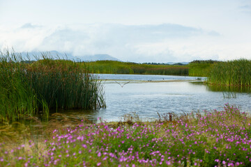 flowers with grass in lake