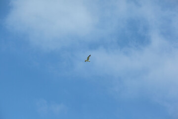 the seagull soars in the sky