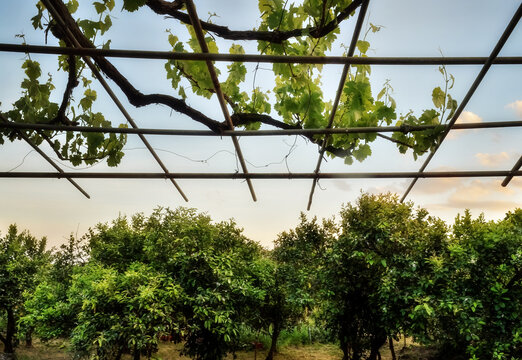 Prospettiva agricola