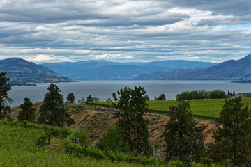 vineyard in the mountains