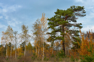 Obraz premium forest landscape, forest, nature, landscape, green, summer, outdoors, blue, grass, trees, park, beautiful, pine, background, travel, evening, sun, green plant, natural, season, park, national, spring