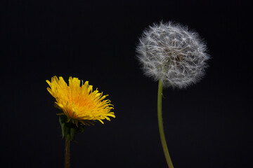 Horizontal macro photo of an isolated two forms of dandelion flower: yellow flower head composed of numerous small florets mature into white spherical seed head full of pappus on the black background