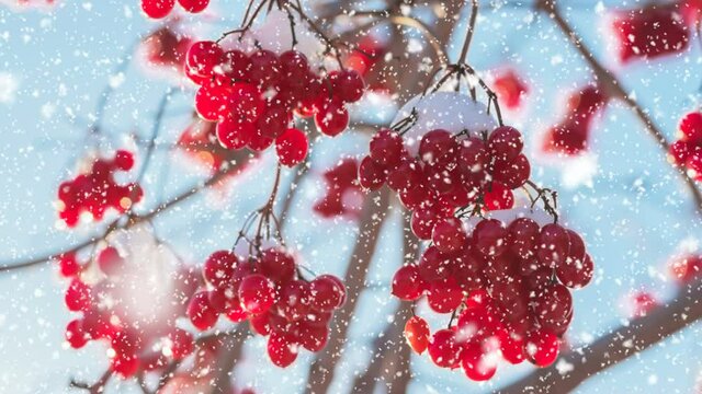 Branches with red berries under the bright winter sun. Snowfall in winter forest.