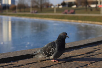 pigeons in the city