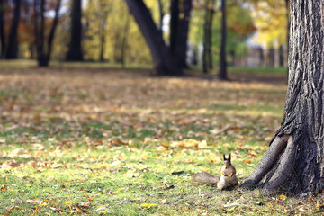 autumn season landscape in park, view of yellow trees alley background