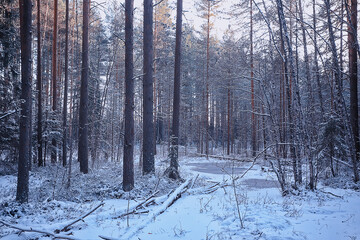 landscape winter forest gloomy, seasonal landscape snow in forest nature