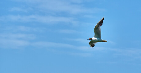 Seagull flies in the sky spreading its wings. master plan