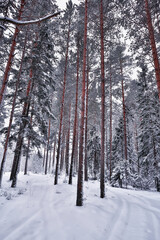travel to canada winter forest landscape, seasonal view, panorama in the forest covered with snow