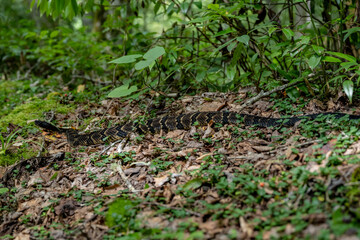 Rattle Snake On Side of Trail