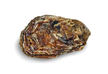 Raw oyster taken closeup isolated on white background with shadow.