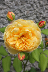 yellow rose with many rose petals