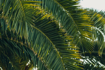 Obraz na płótnie Canvas Tropical jungle, palm leaves on a sunny day, sky.
