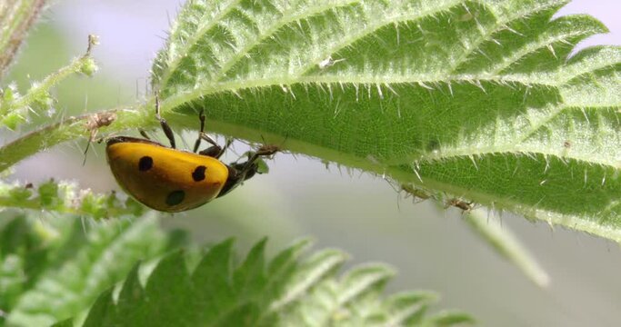 7-spot ladybird on leaf, Compton Abbas, Dorset, UK