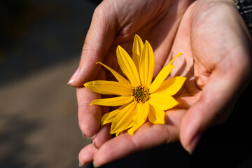 flower in hands