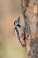 Dendrocopos medius Pic mar en gros plan