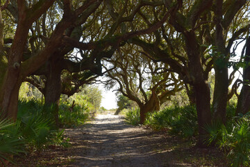 Fototapeta premium Path on a small southern barrier island 