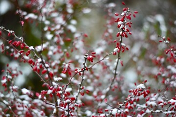 red berries in winter