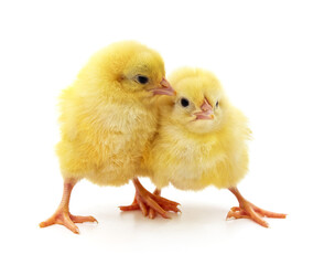 Obraz premium Yellow little chickens.