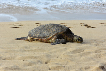 turtle on the beach