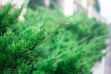 Close up of green Juniper leaves at the park
