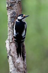 Fototapeta premium Pic épeiche Dendrocopos major sur tronc