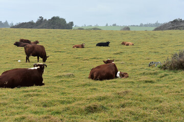 cows in a field