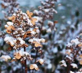 snow covered branches