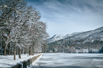 snow covered trees