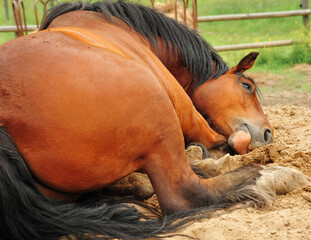 A lazy Chestnut colored Clydesdale horse takes a nap on a cool bed of sand in the pasture