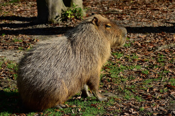 Capybara sitting at the Cape May Zoo
