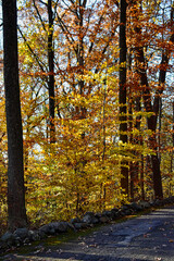 Yellow and brown foliage in November