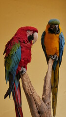 Red and yellow parrots 