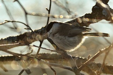 A white-brown titmouse with a black cap sits in branches sparkling with frost in the golden rays of the morning winter sun. Poecile montanus or Willow Tit is sitting on a tree branch in magic sunlight